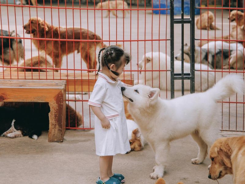  Nông trại Cún - Puppy Farm