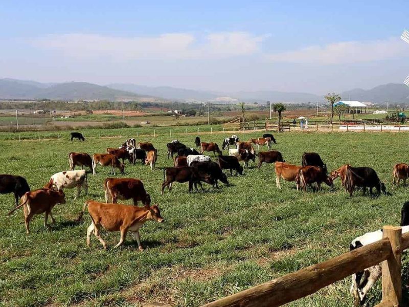 khu vui chơi Dalat Milk farm