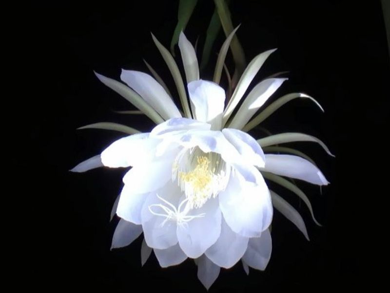 ý nghĩa tên quỳnh