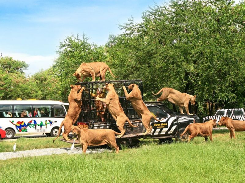 FLC Safari Zoo Park Quy Nhơn