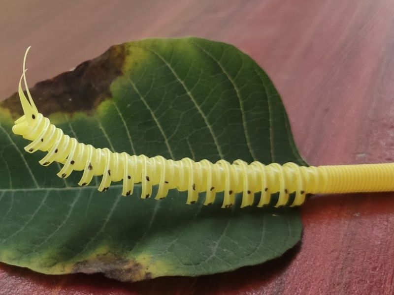 Làm con sâu bằng ống hút