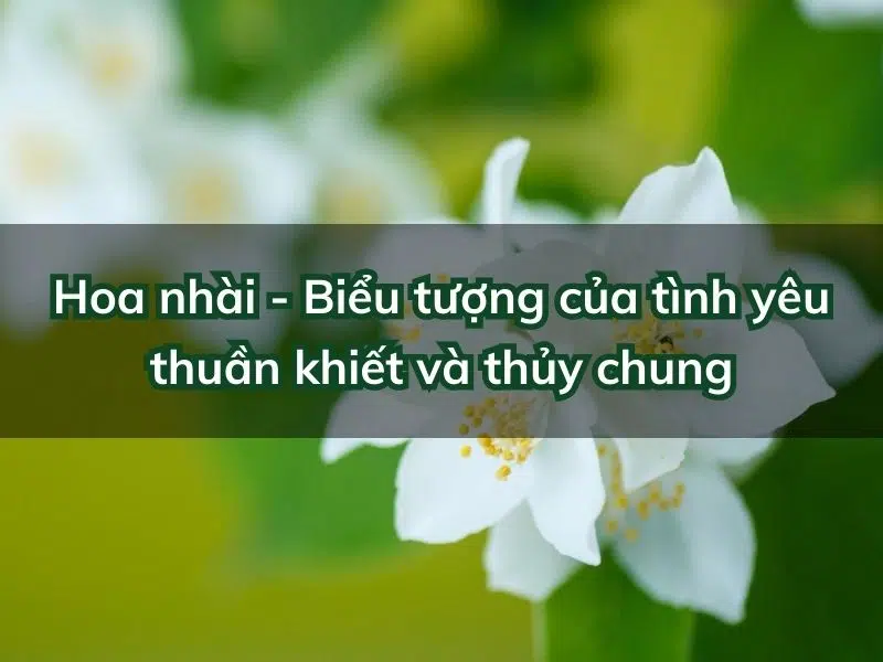 Hoa nhài có ý nghĩa gì